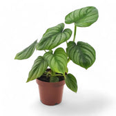 Philodendron mamei potted plant in nursery pot on white background.