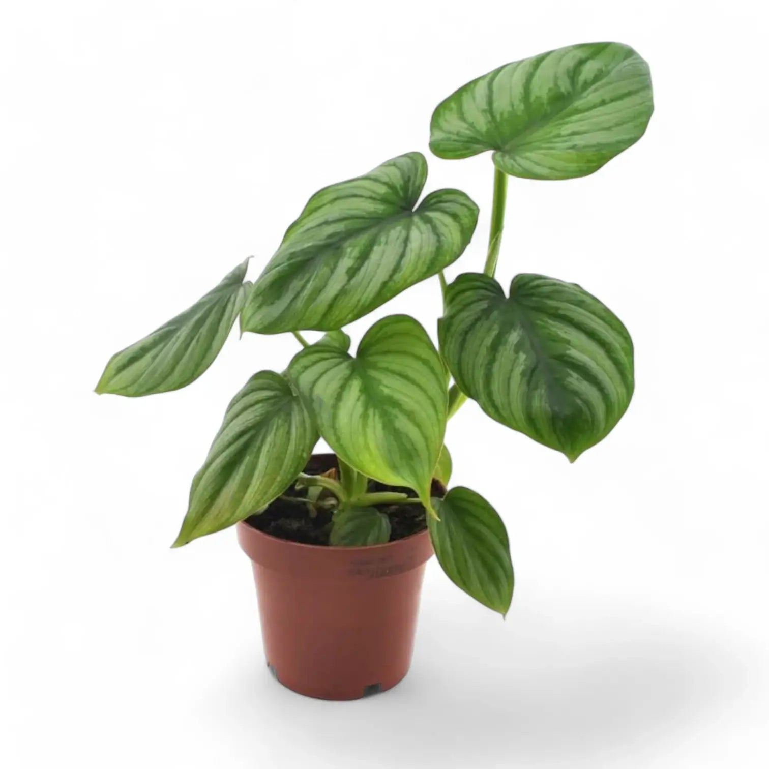 Philodendron mamei potted plant in nursery pot on white background.