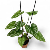 Philodendron mamei potted plant in nursery pot on white background.