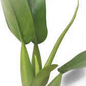 Philodendron martianum 'Pacová' ('Fatboy') close-up of leaf on white background.