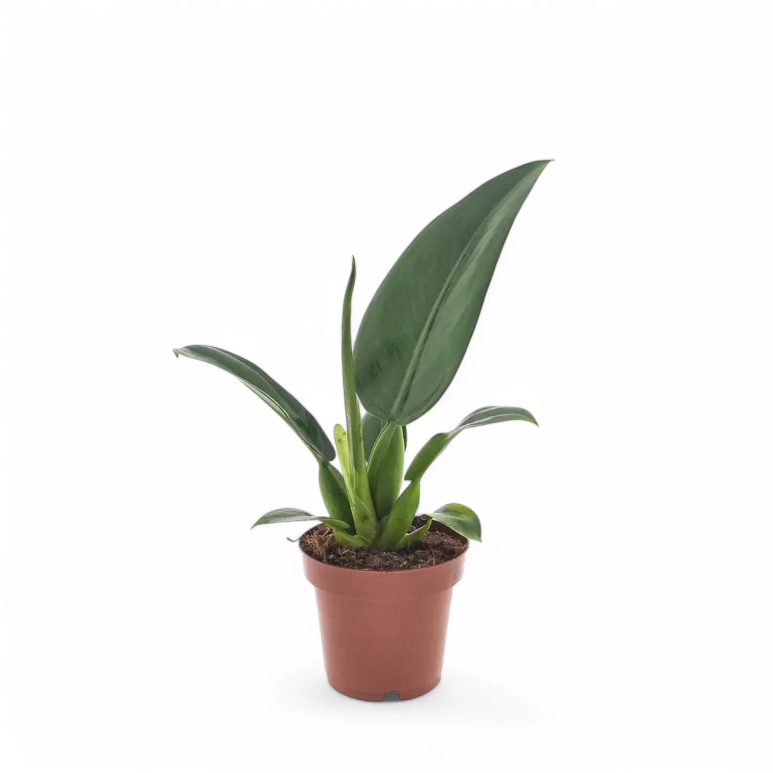 Philodendron martianum 'Pacová' ('Fatboy') potted plant in nursery pot on white background.