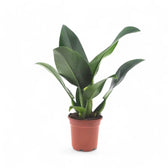 Philodendron martianum 'Pacová' ('Fatboy') potted plant in nursery pot on white background.