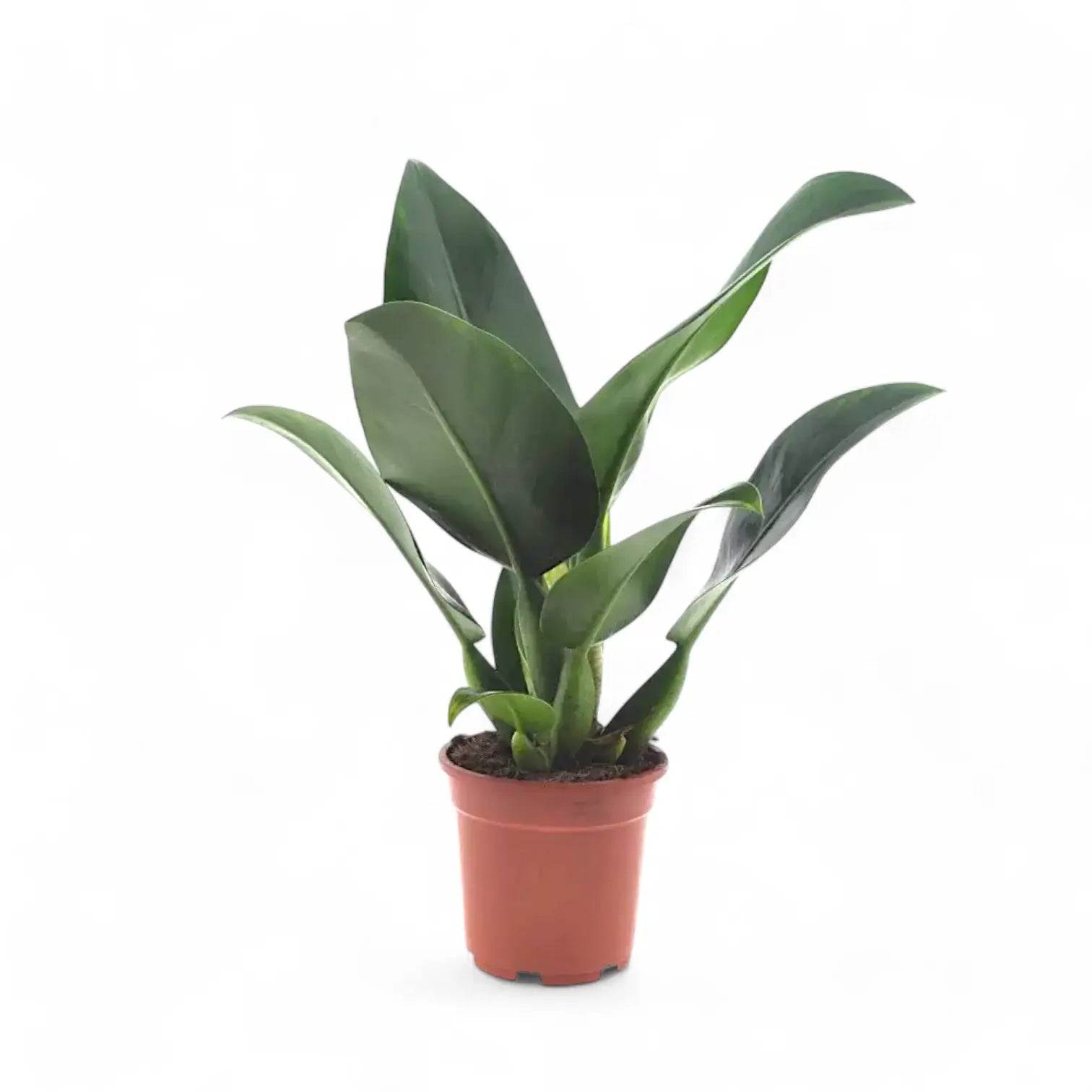Philodendron martianum 'Pacová' ('Fatboy') potted plant in nursery pot on white background.