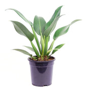 Philodendron martianum 'Pacová' ('Fatboy') potted plant in nursery pot on white background.