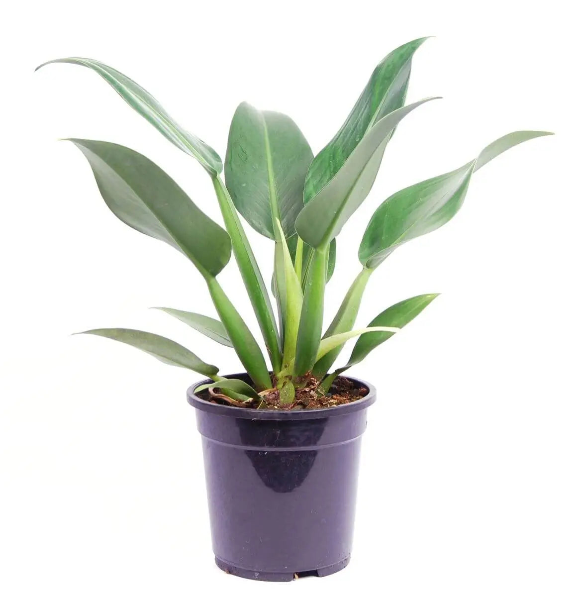 Philodendron martianum 'Pacová' ('Fatboy') potted plant in nursery pot on white background.