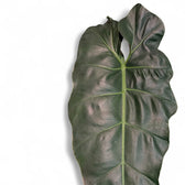 Philodendron maximum close-up of leaf on white background.