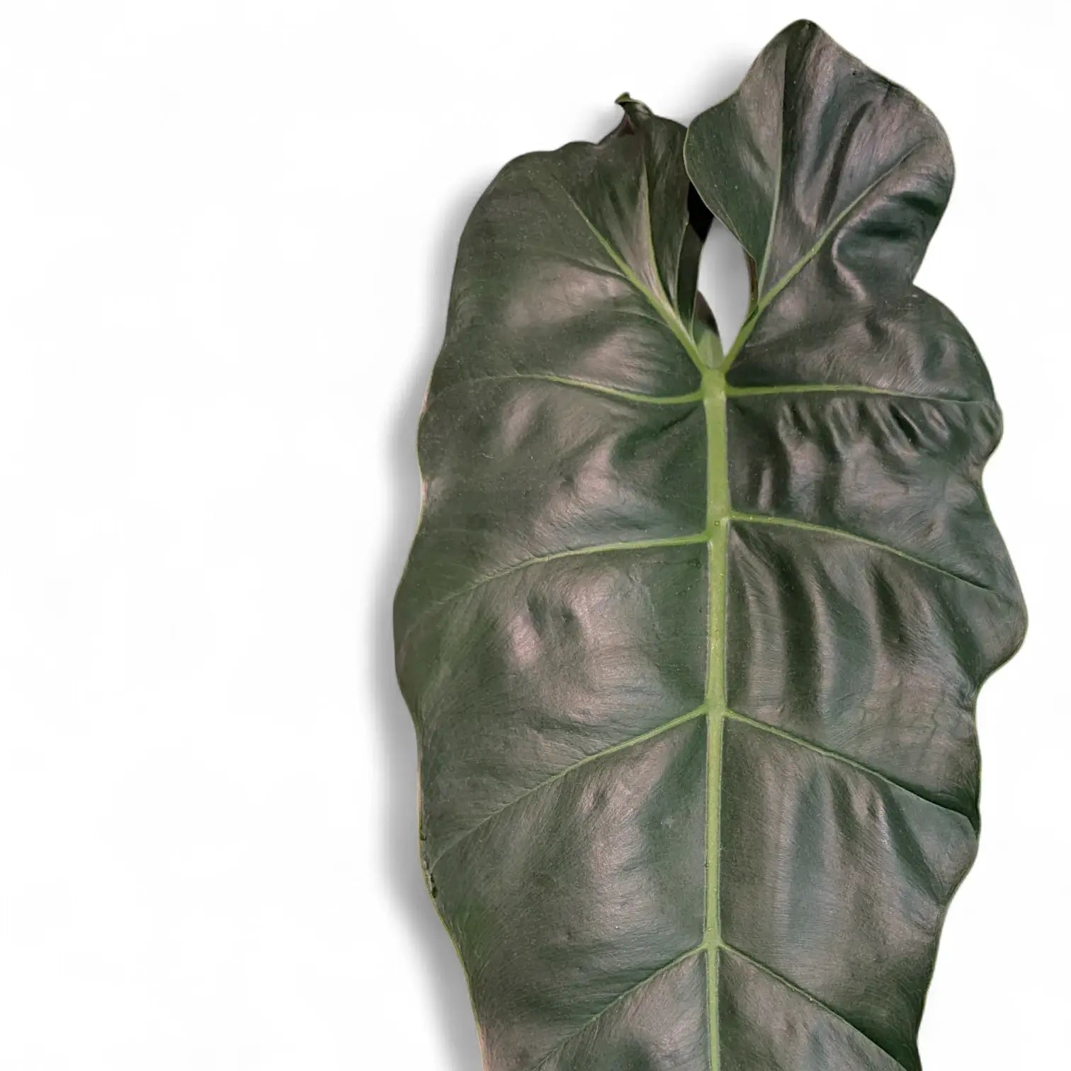Philodendron maximum close-up of leaf on white background.