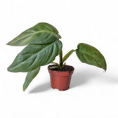 Philodendron maximum potted plant in nursery pot on white background.