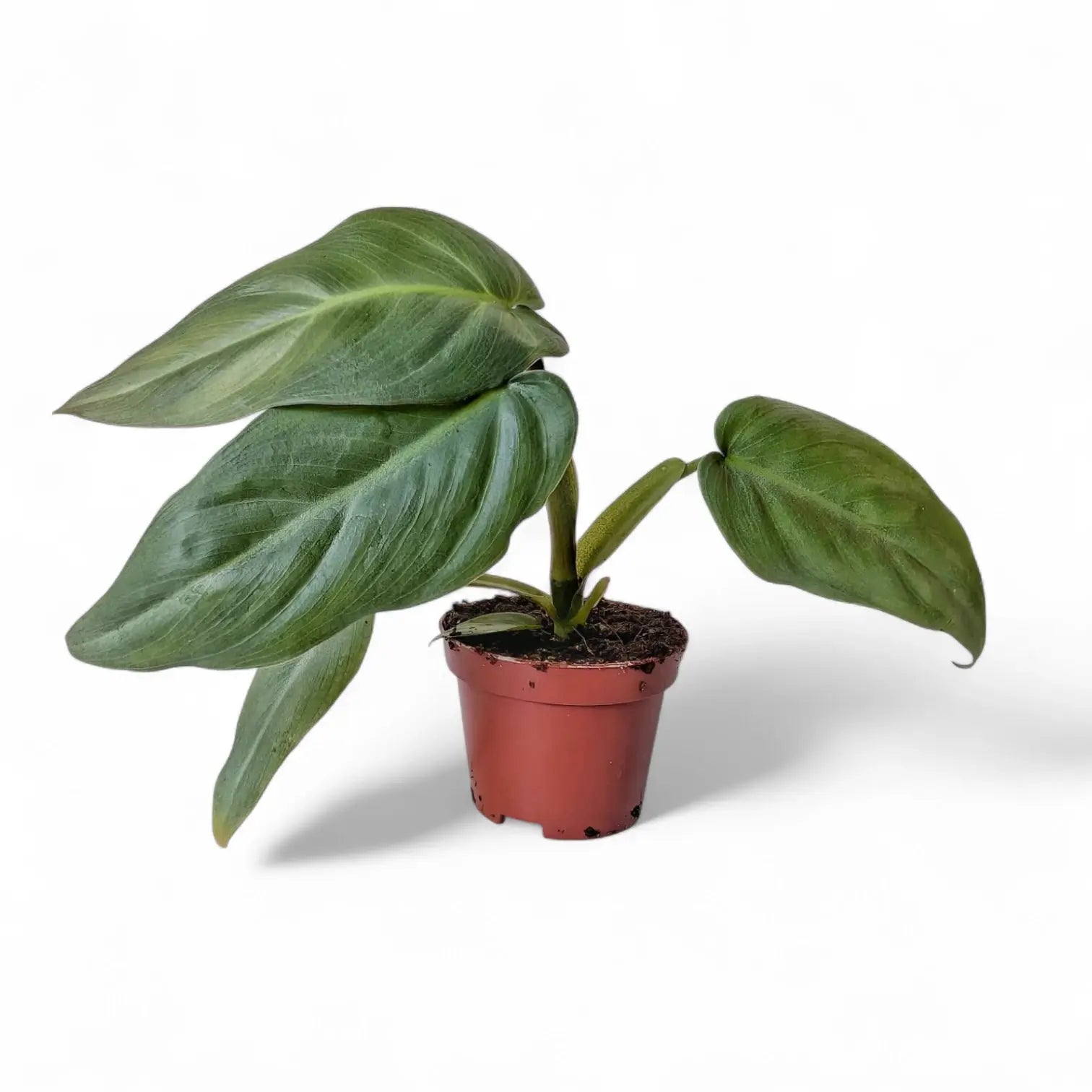 Philodendron maximum potted plant in nursery pot on white background.