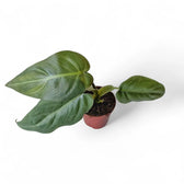 Philodendron maximum potted plant in nursery pot on white background.