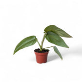 Philodendron maximum potted plant in nursery pot on white background.