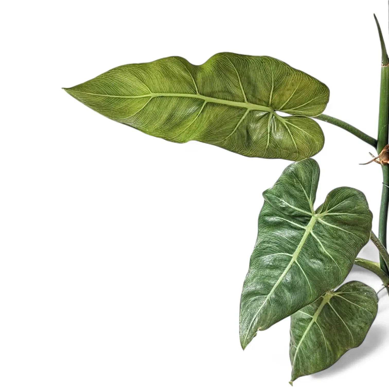 Philodendron maximum potted plant in nursery pot on white background.