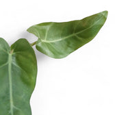 Philodendron maximum potted plant in nursery pot on white background.