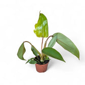 Philodendron mayoi – Topfpflanze im Kulturtopf vor weißem Hintergrund, Produktfoto 2.