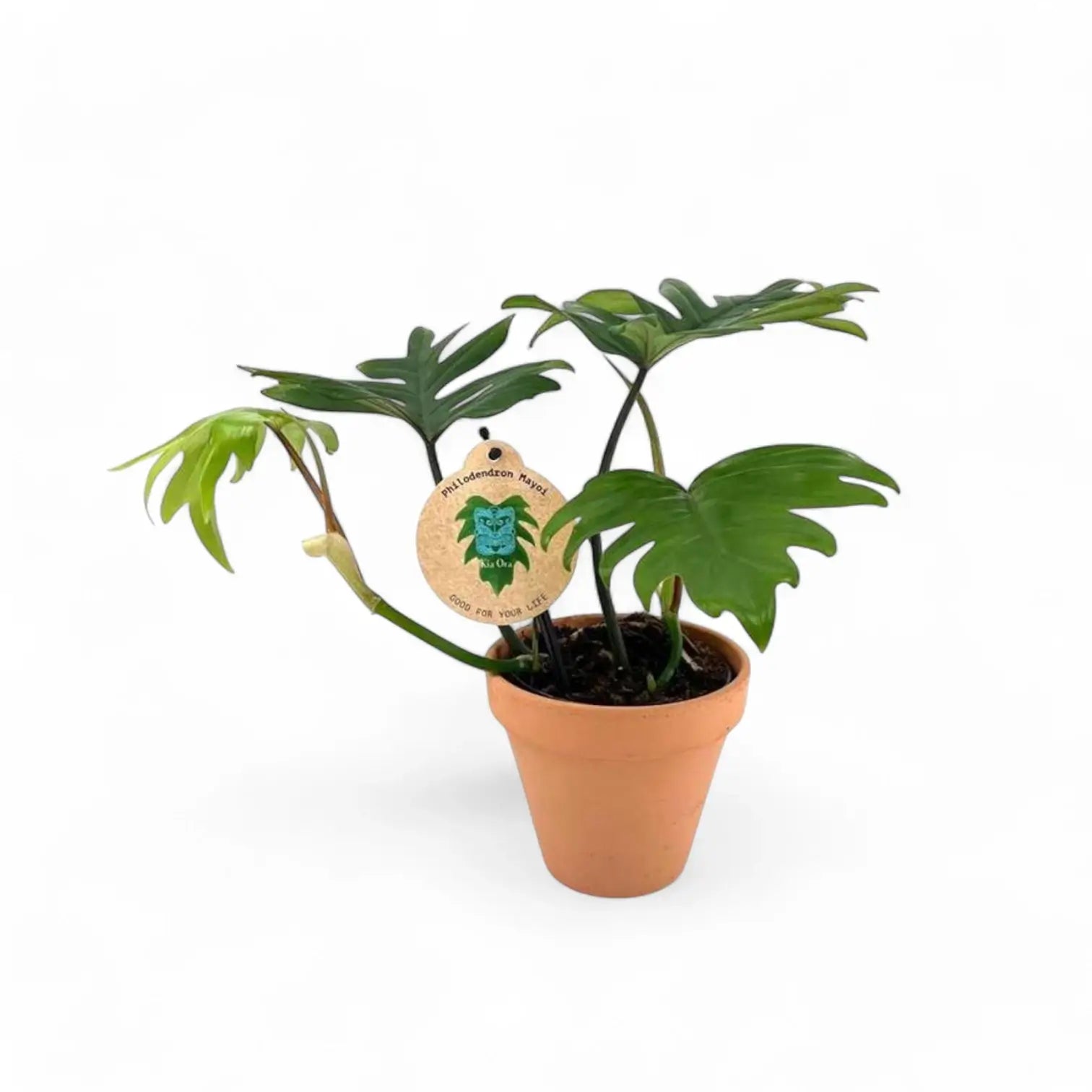 Philodendron mayoi – Topfpflanze im Kulturtopf vor weißem Hintergrund, Produktfoto 6.