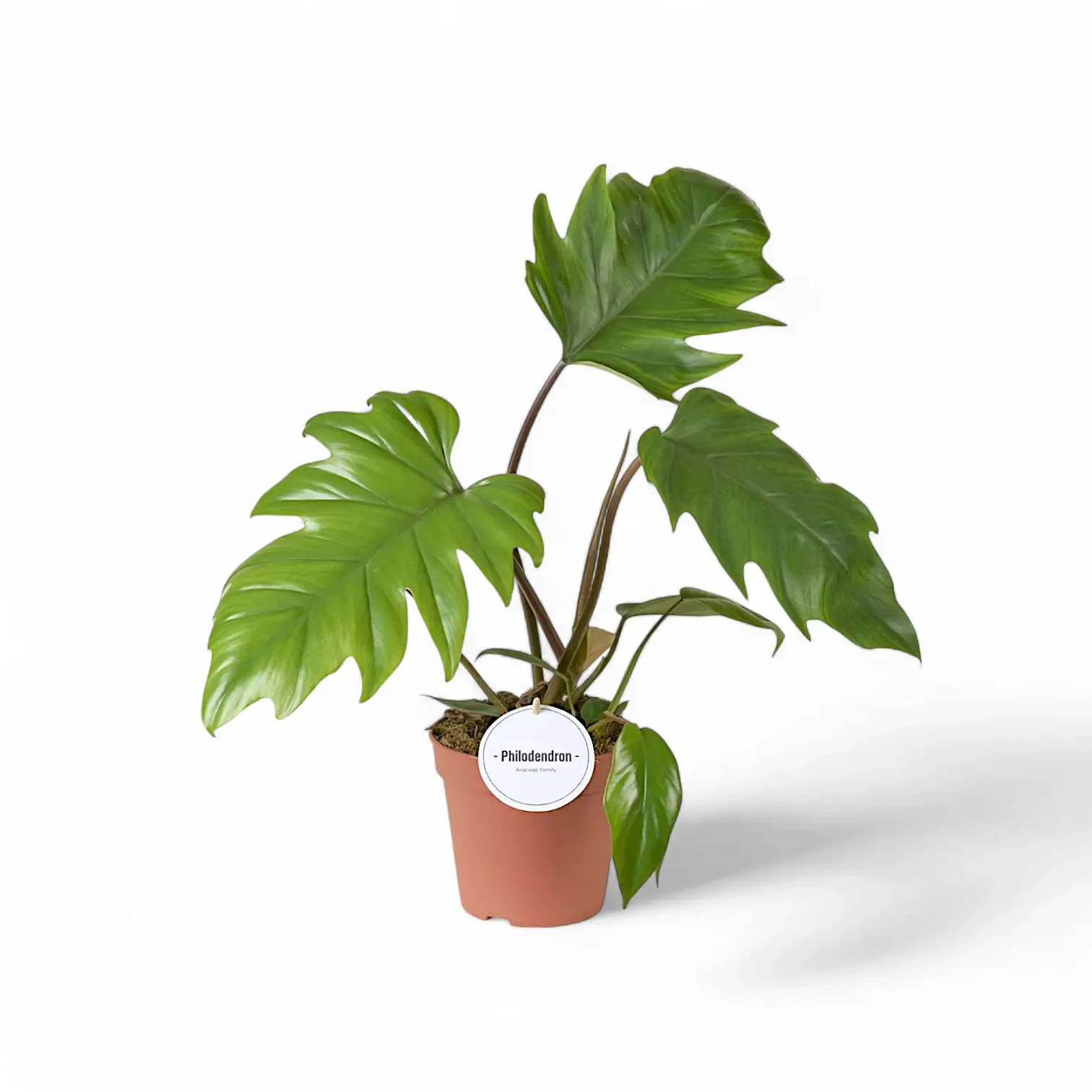 Philodendron mayoi – Topfpflanze im Kulturtopf vor weißem Hintergrund, Produktfoto 7.