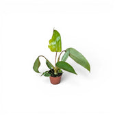 Philodendron mayoi