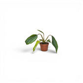 Philodendron mayoi