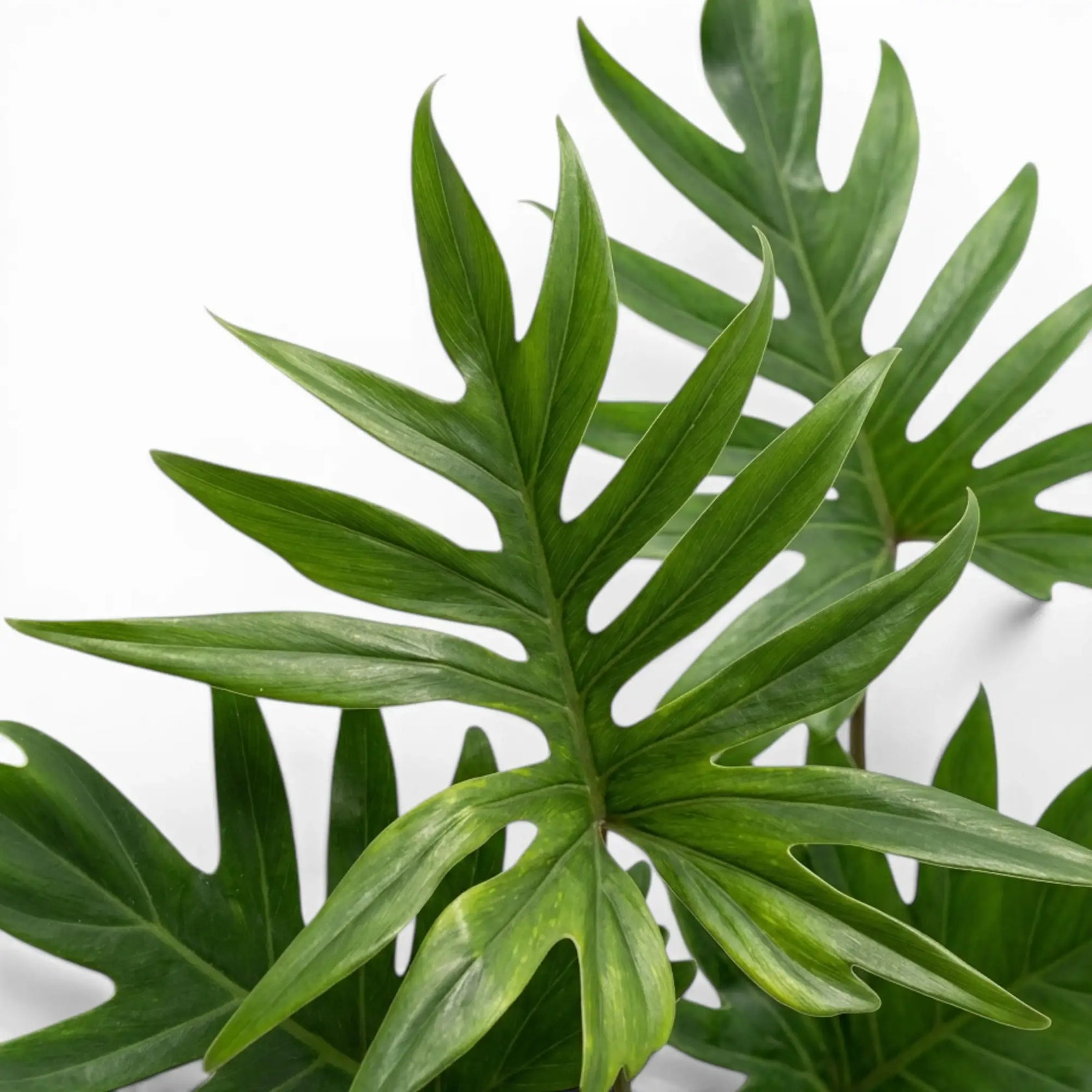 Philodendron mayoi