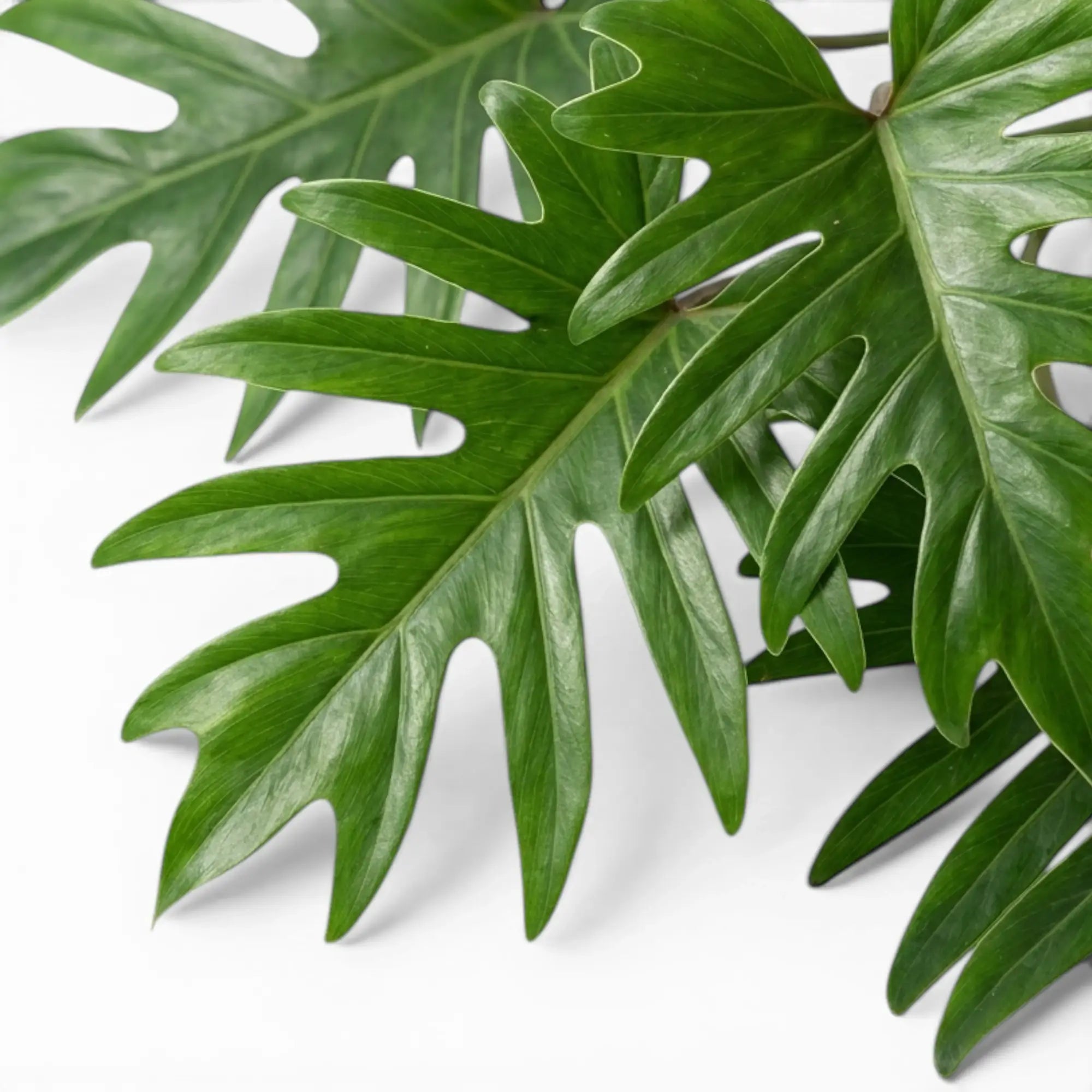 Philodendron mayoi