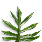 Philodendron mayoi
