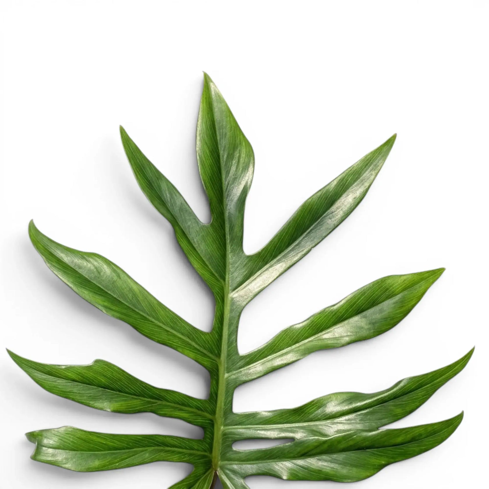 Philodendron mayoi