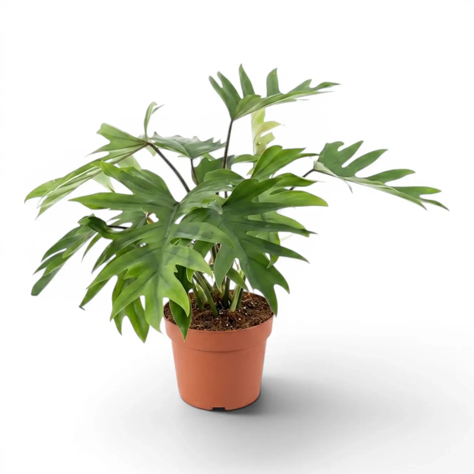 Philodendron mayoi