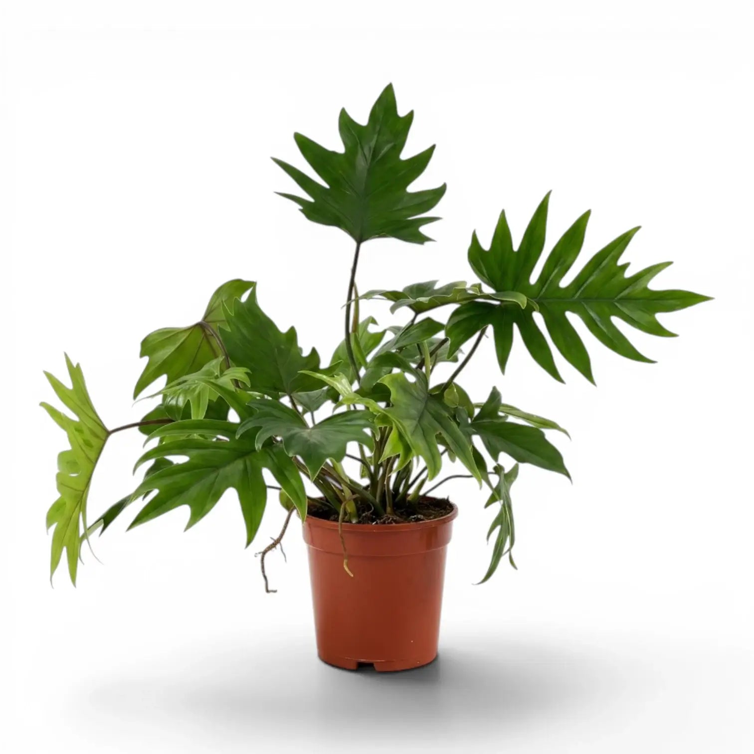 Philodendron mayoi