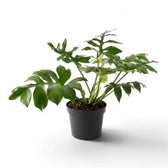 Philodendron mayoi