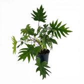 Philodendron mayoi