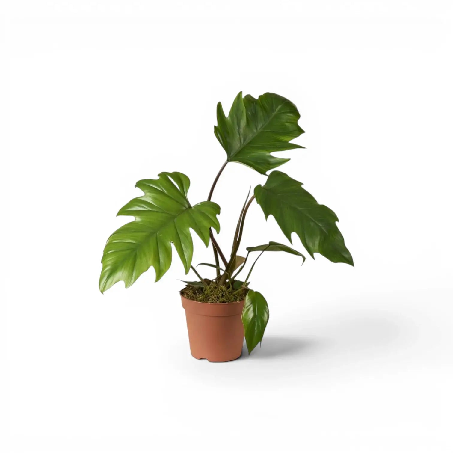 Philodendron mayoi