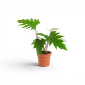 Philodendron mayoi