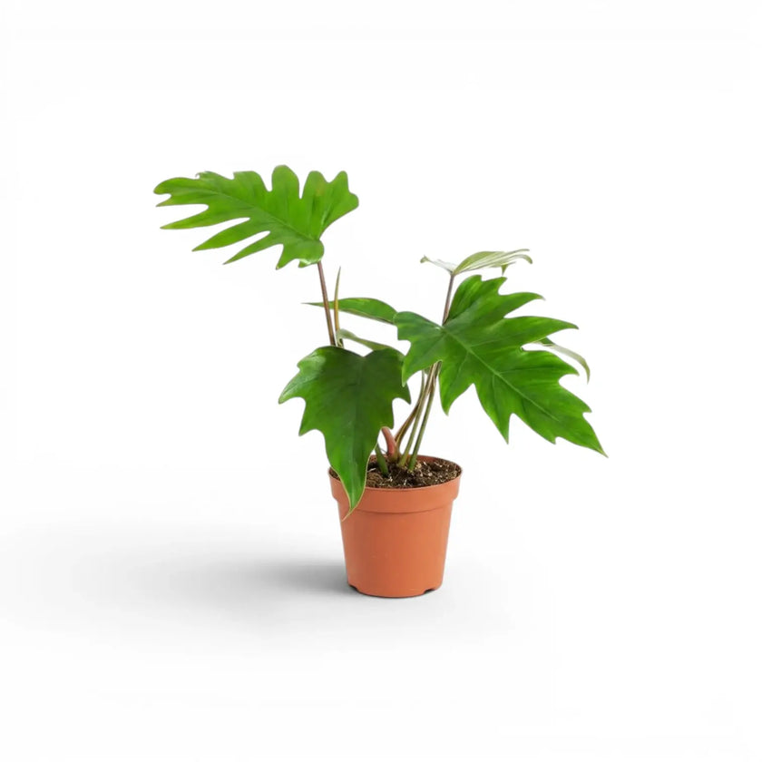 Philodendron mayoi