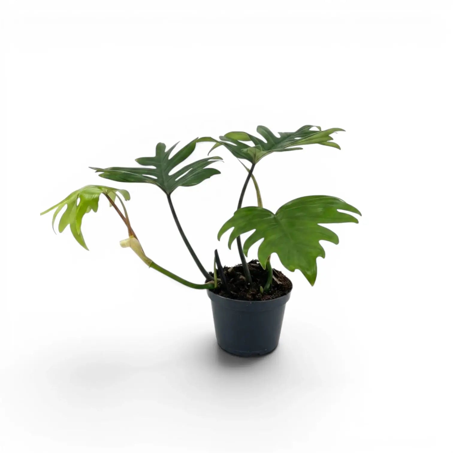 Philodendron mayoi