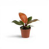 Philodendron McColley's Finale baby plant in a nursery pot.