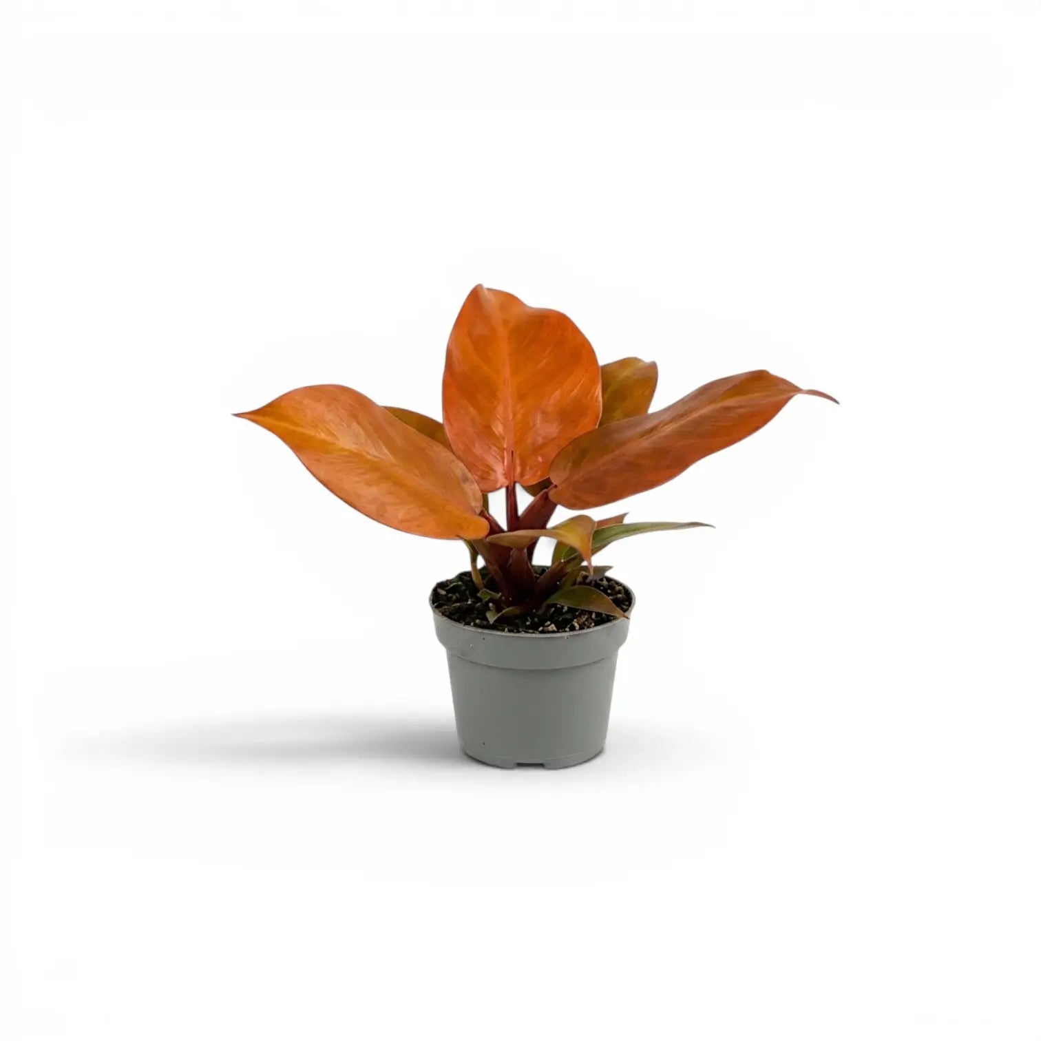 Philodendron McColley's Finale baby plant in a nursery pot.
