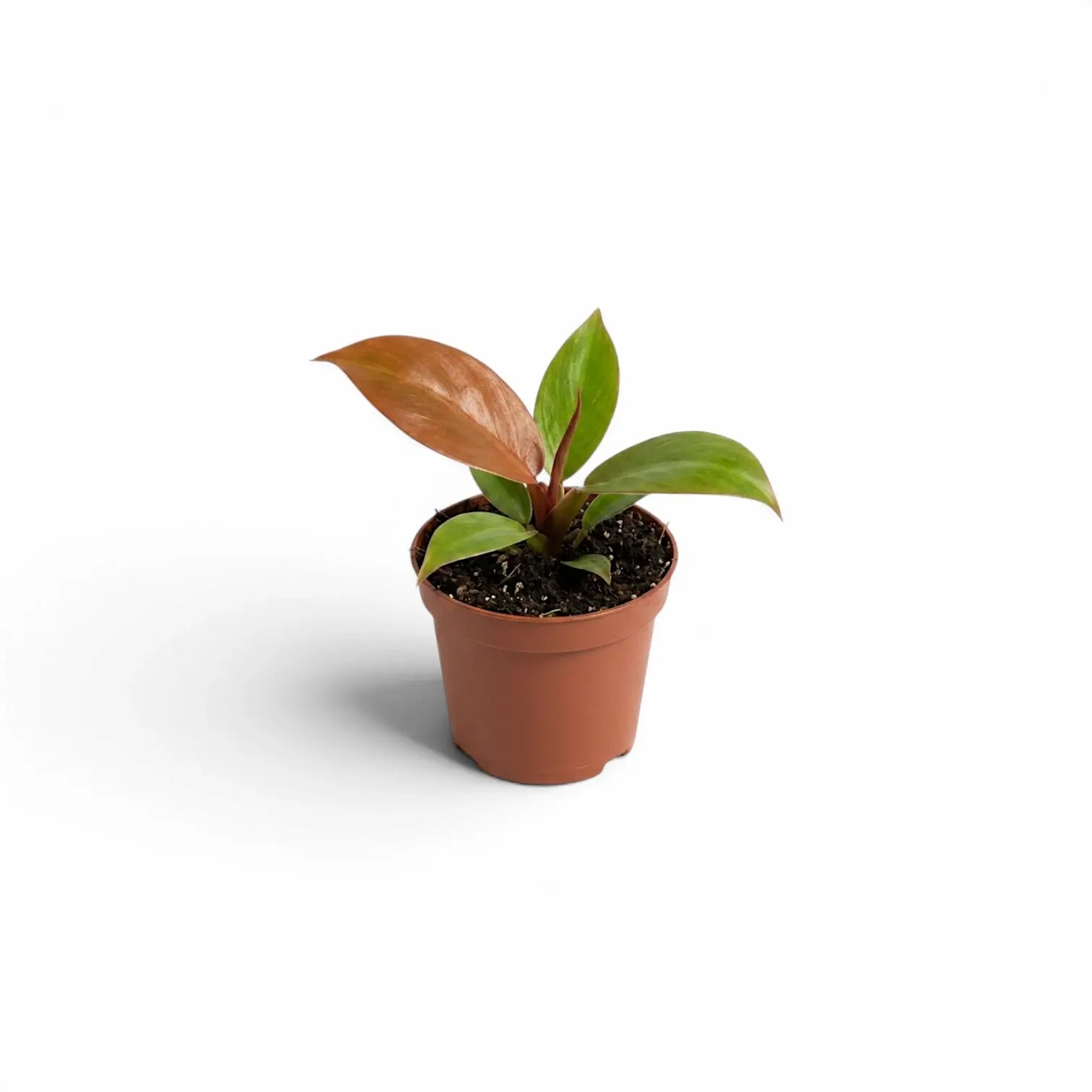Philodendron McColley's Finale baby plant in a nursery pot.