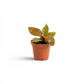 Philodendron McColley's Finale baby plant in a nursery pot.