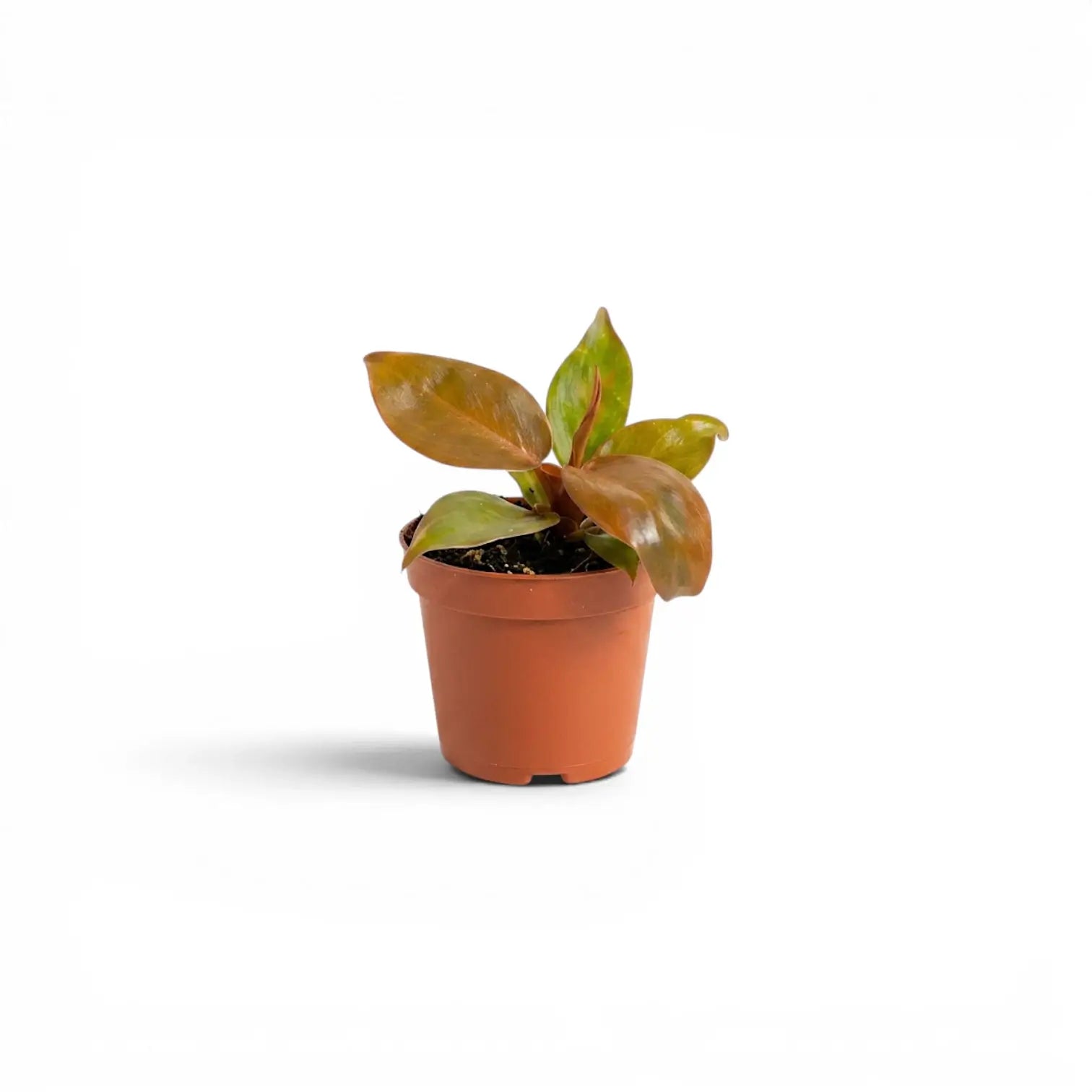 Philodendron McColley's Finale baby plant in a nursery pot.