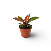 Philodendron McColley's Finale baby plant in a nursery pot.