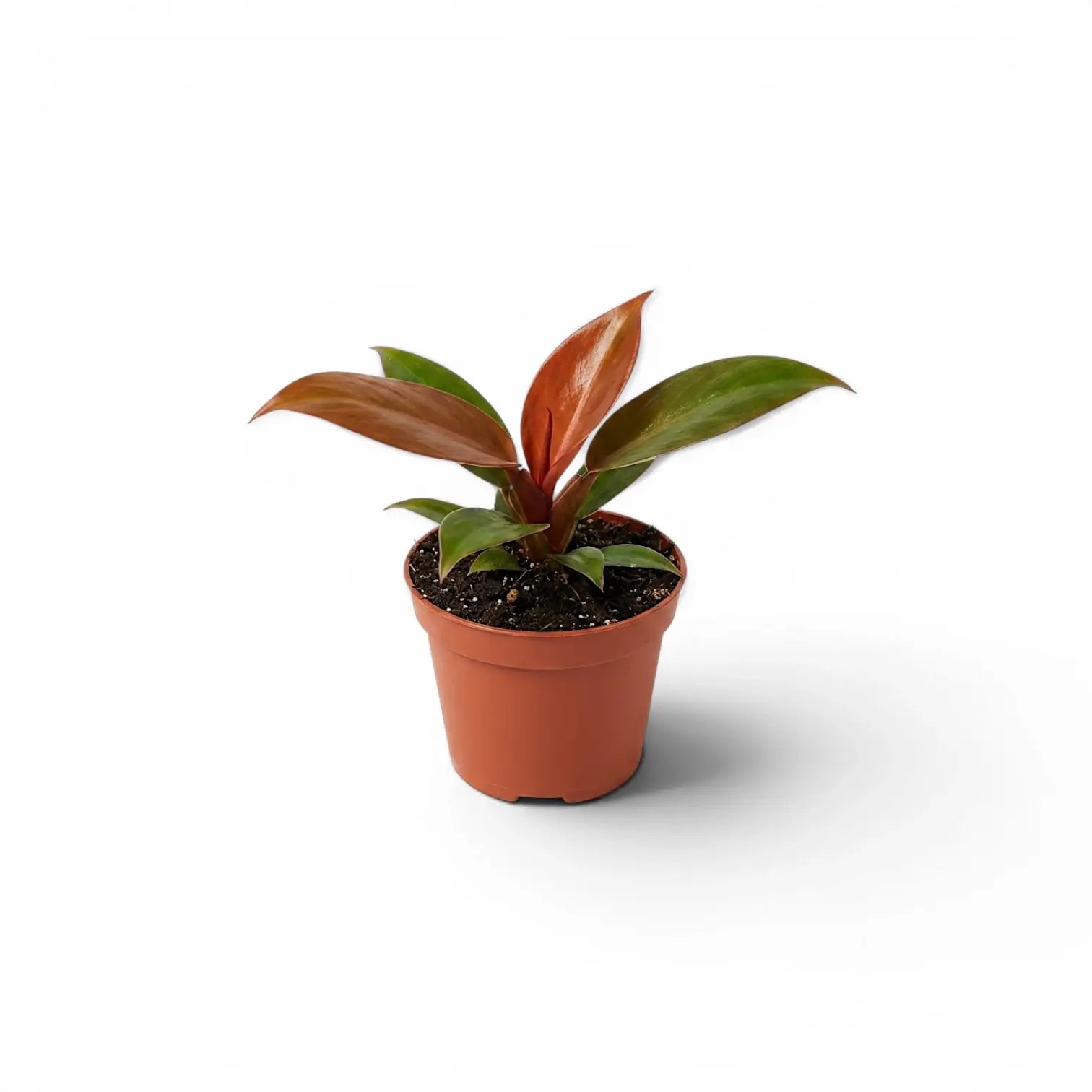 Philodendron McColley's Finale baby plant in a nursery pot.