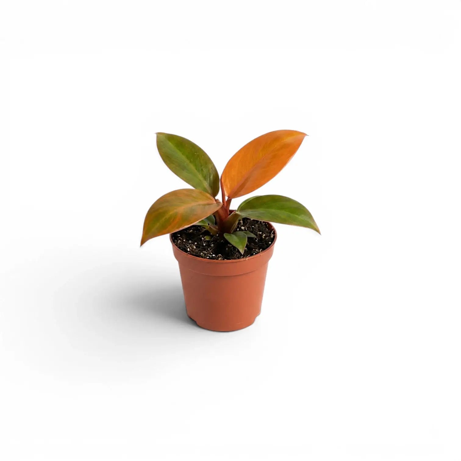 Philodendron McColley's Finale baby plant in a nursery pot.