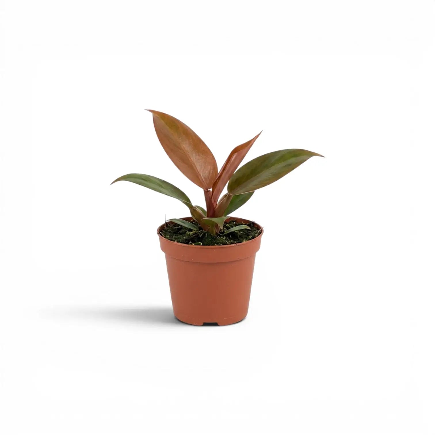 Philodendron McColley's Finale baby plant in a nursery pot.
