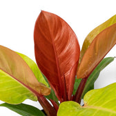 Philodendron McColley's Finale foliage close-up with glossy leaves.