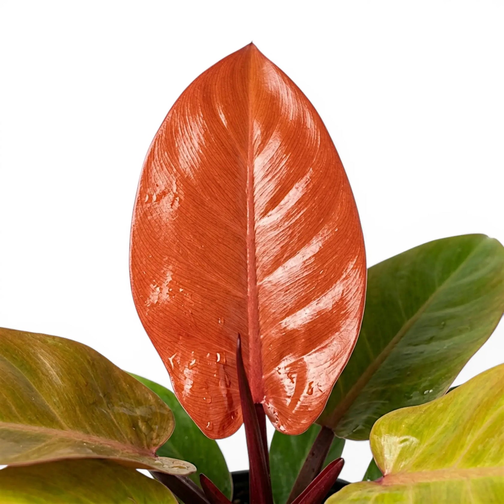 Philodendron McColley's Finale foliage close-up with glossy leaves.
