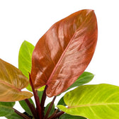 Philodendron McColley's Finale foliage close-up with glossy leaves.