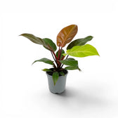Philodendron McColley's Finale plant in a nursery pot.