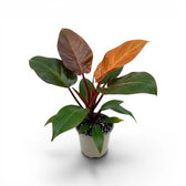 Philodendron McColley's Finale plant in a nursery pot.
