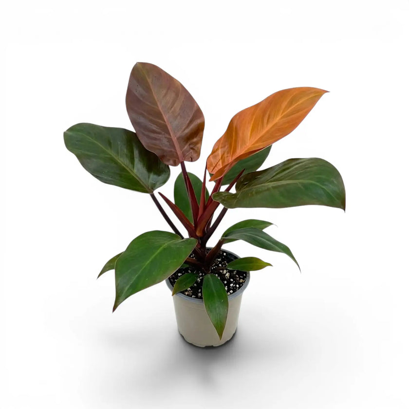 Philodendron McColley's Finale plant in a nursery pot.