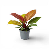 Philodendron McColley's Finale plant in a nursery pot.